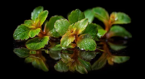 Weeds sprouting with black background and reflection