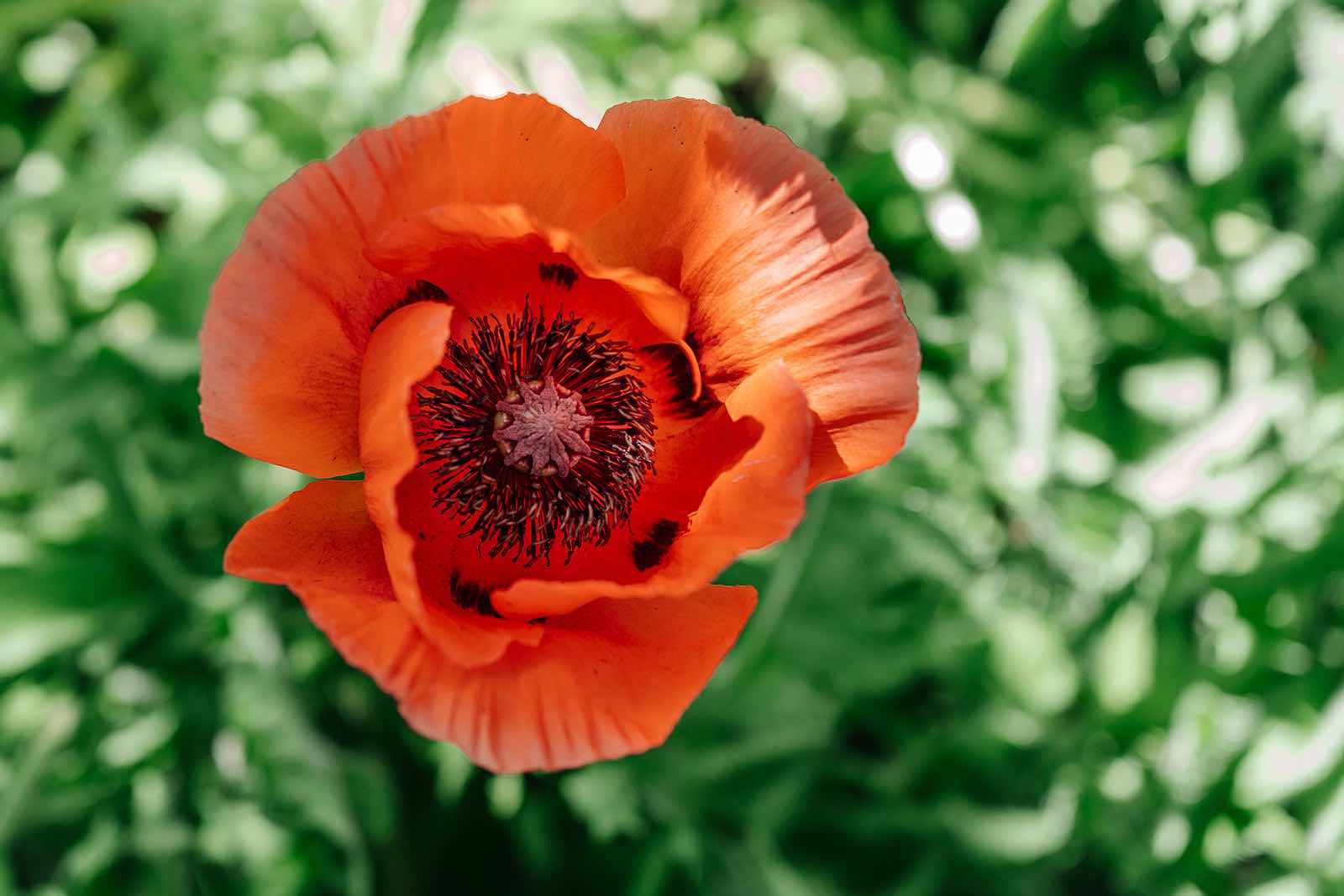 Papaver in bloei