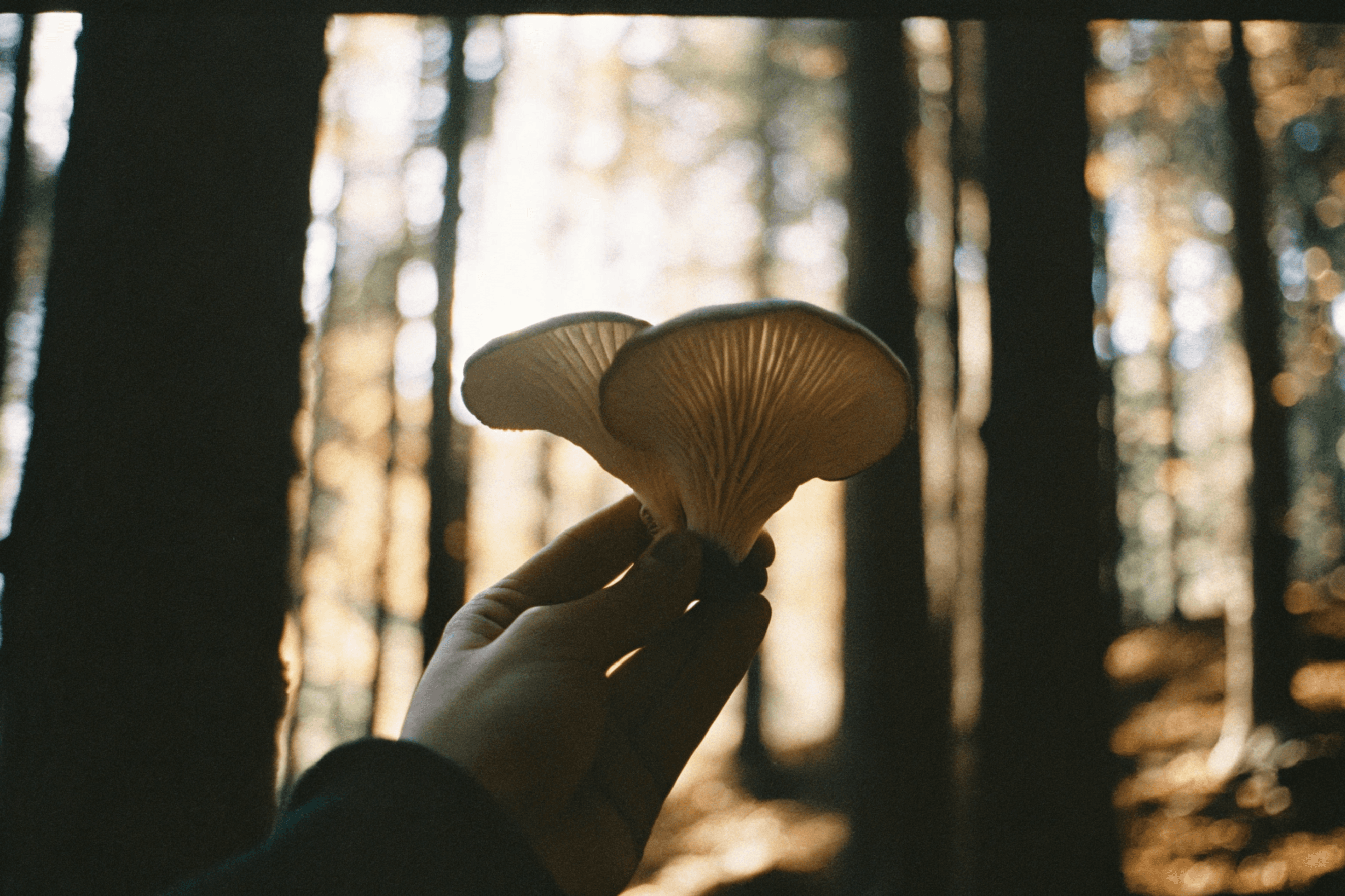 mushrooms in the forest