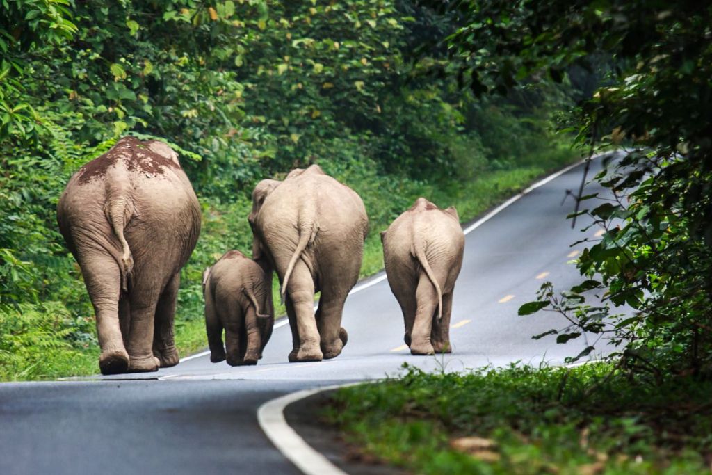 Elephants walking down the road in Khao Yai National Park, Thailand
