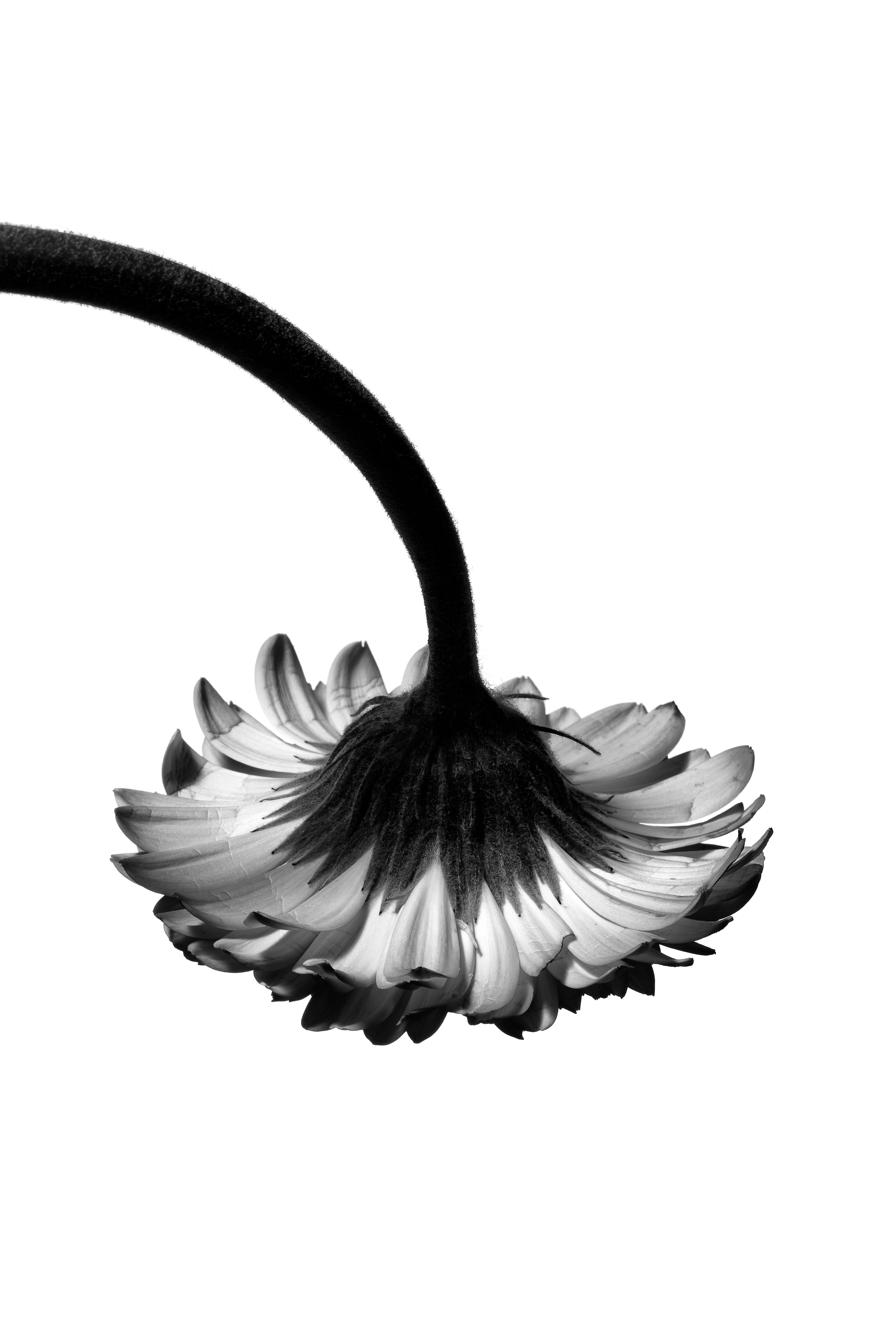 Fleur, Ortie, Photo de studio, Noir et blanc, pierretmae