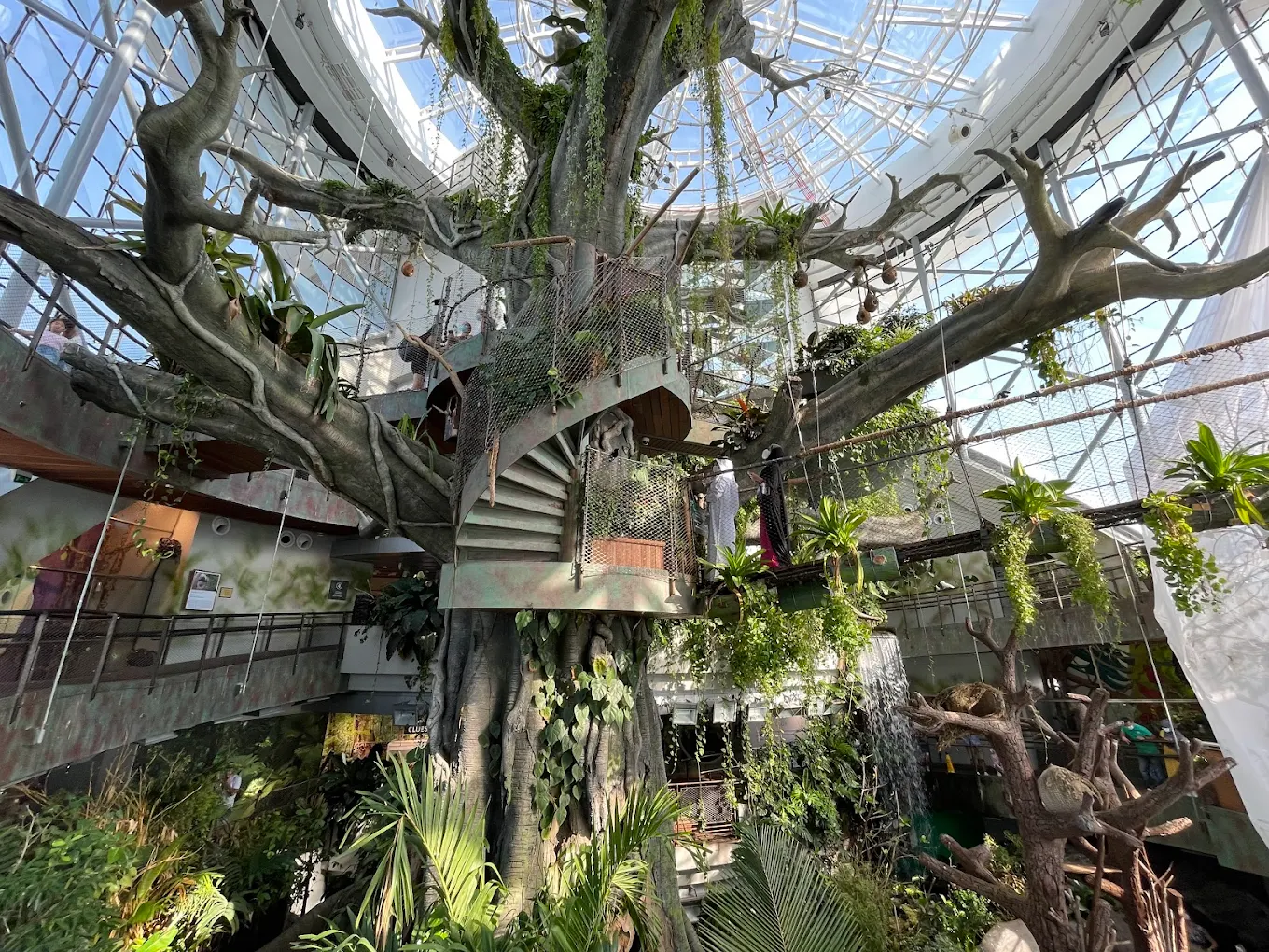 A sturdy tree covered in vines located in the Green Planet Indoor Rainforest.