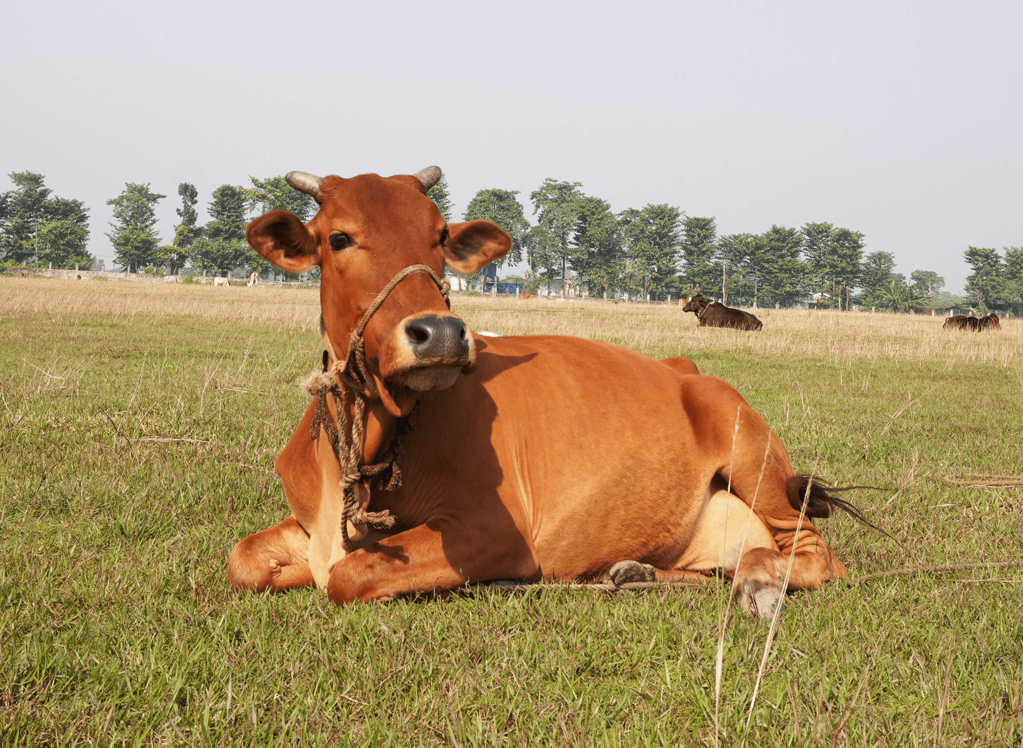five children smiling while doing peace hand sign