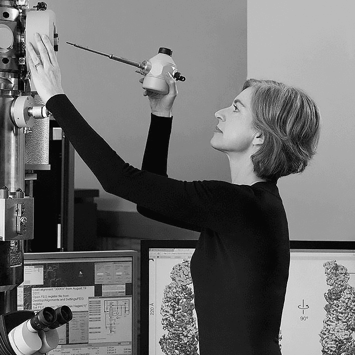 Silhouetted agapanthus flowers against a gradient sky.