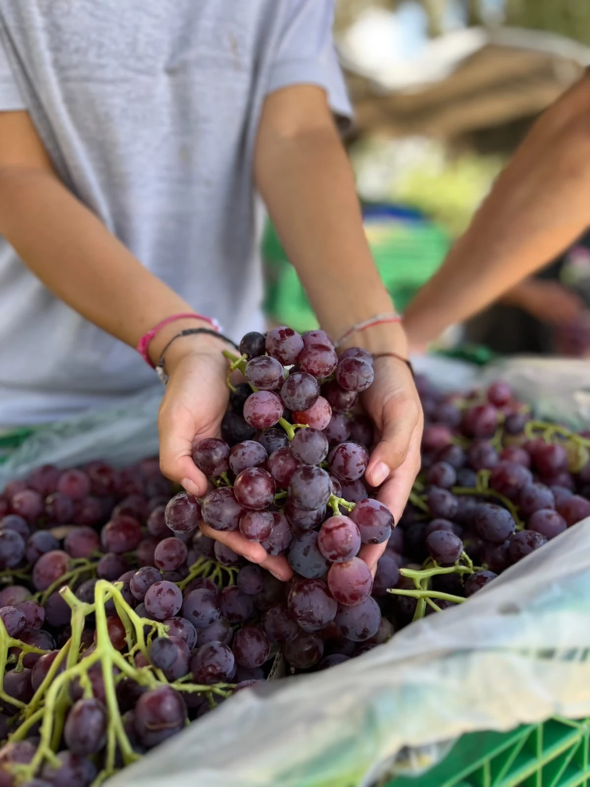 Primer plano de manos de Selene sosteniendo una gran cantidad de uvas rosadas recién cosechadas.