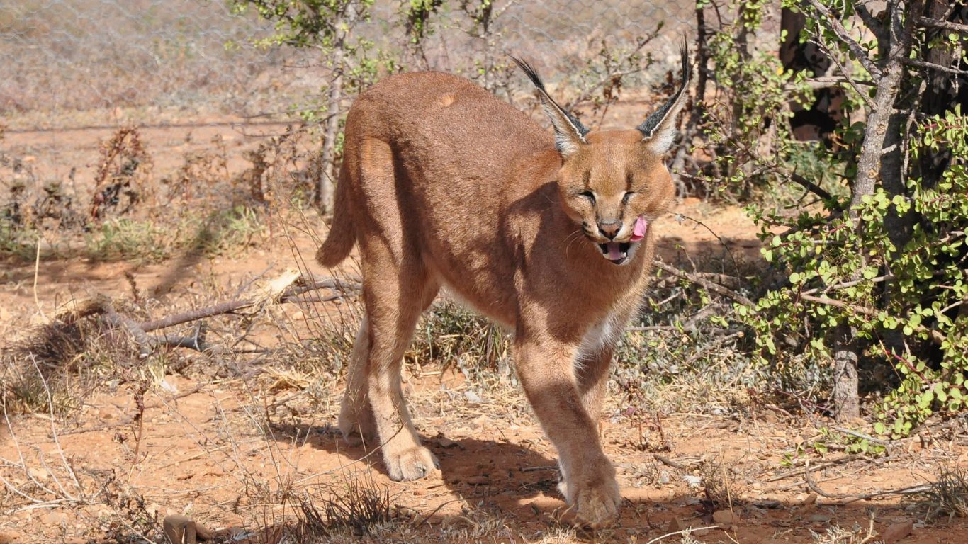Ear Tuft Predator