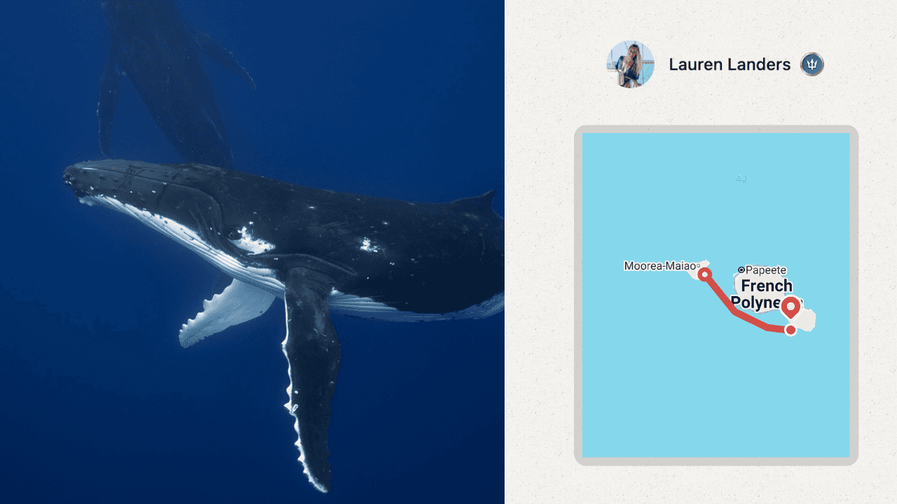 Humpback whales in the South Pacific