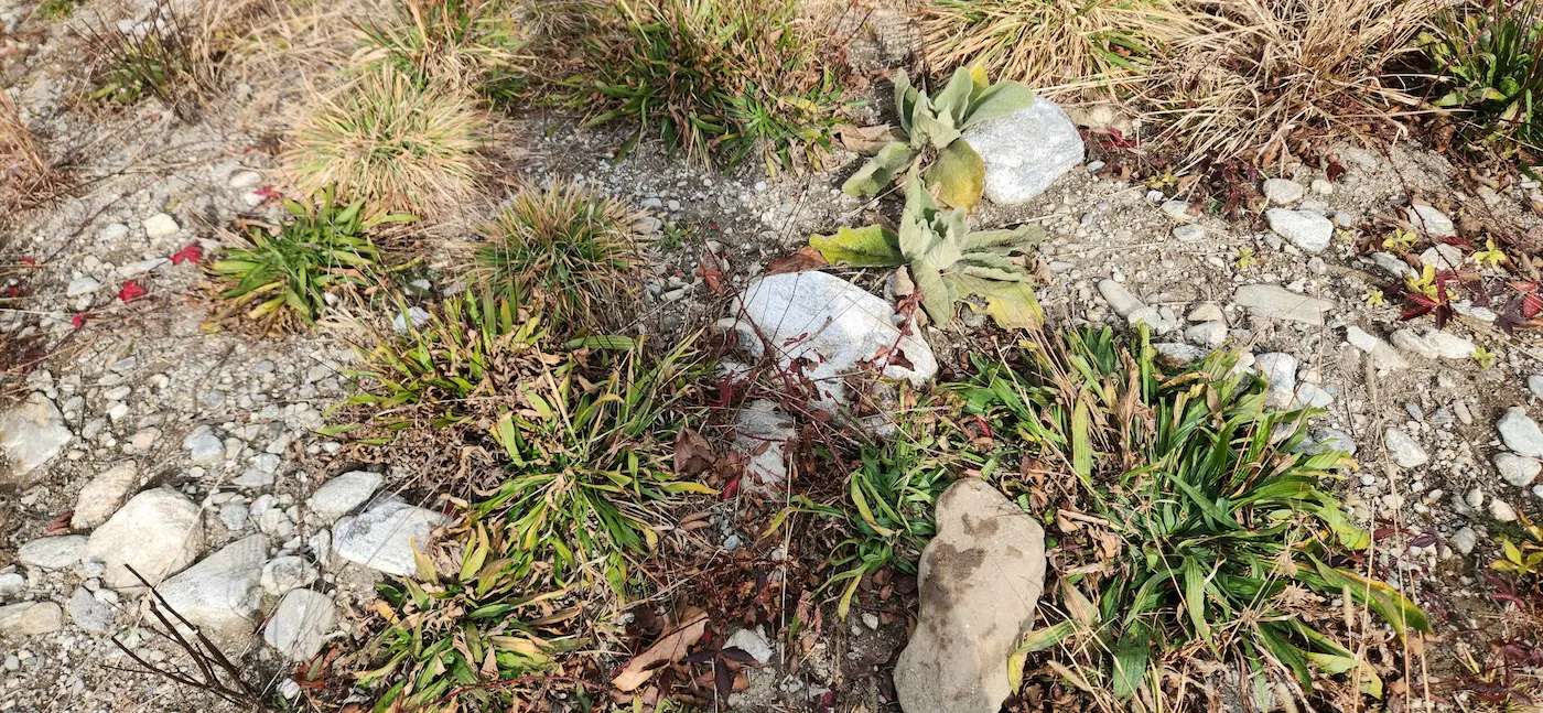 how to avoid expensive rock disposal