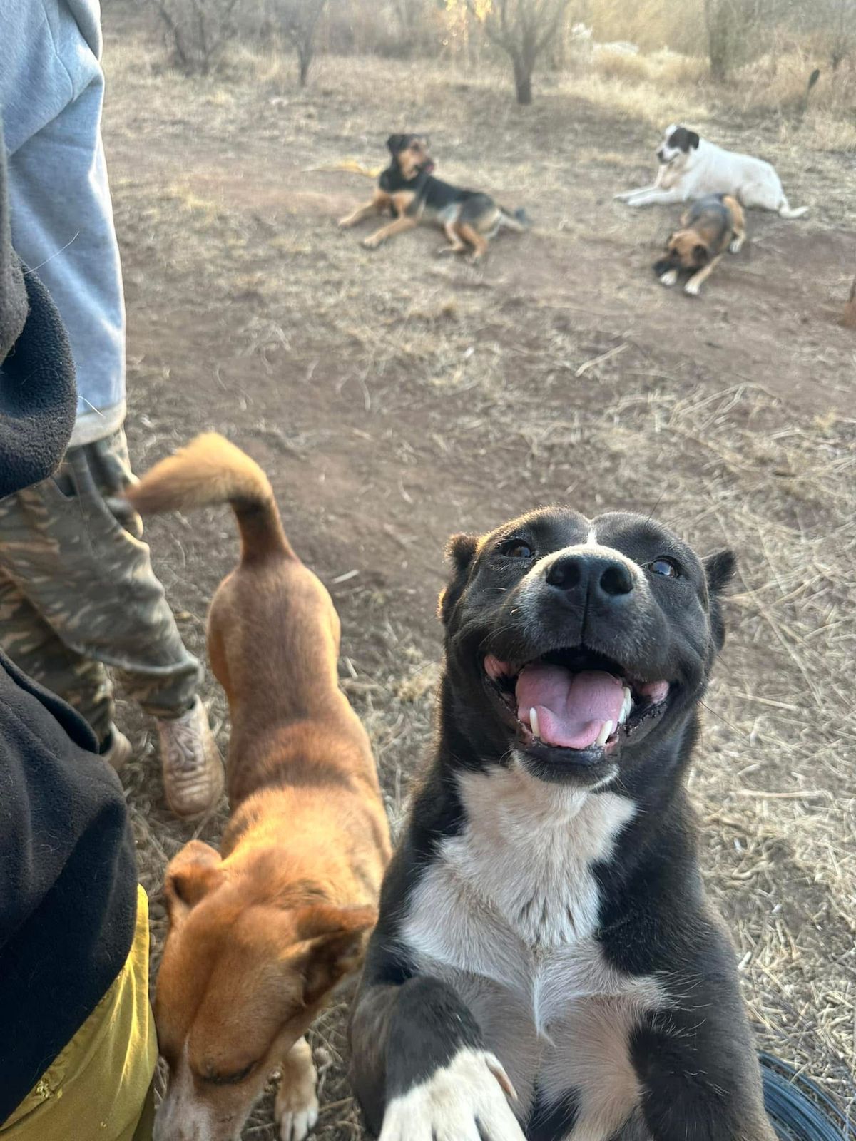 Dog photo