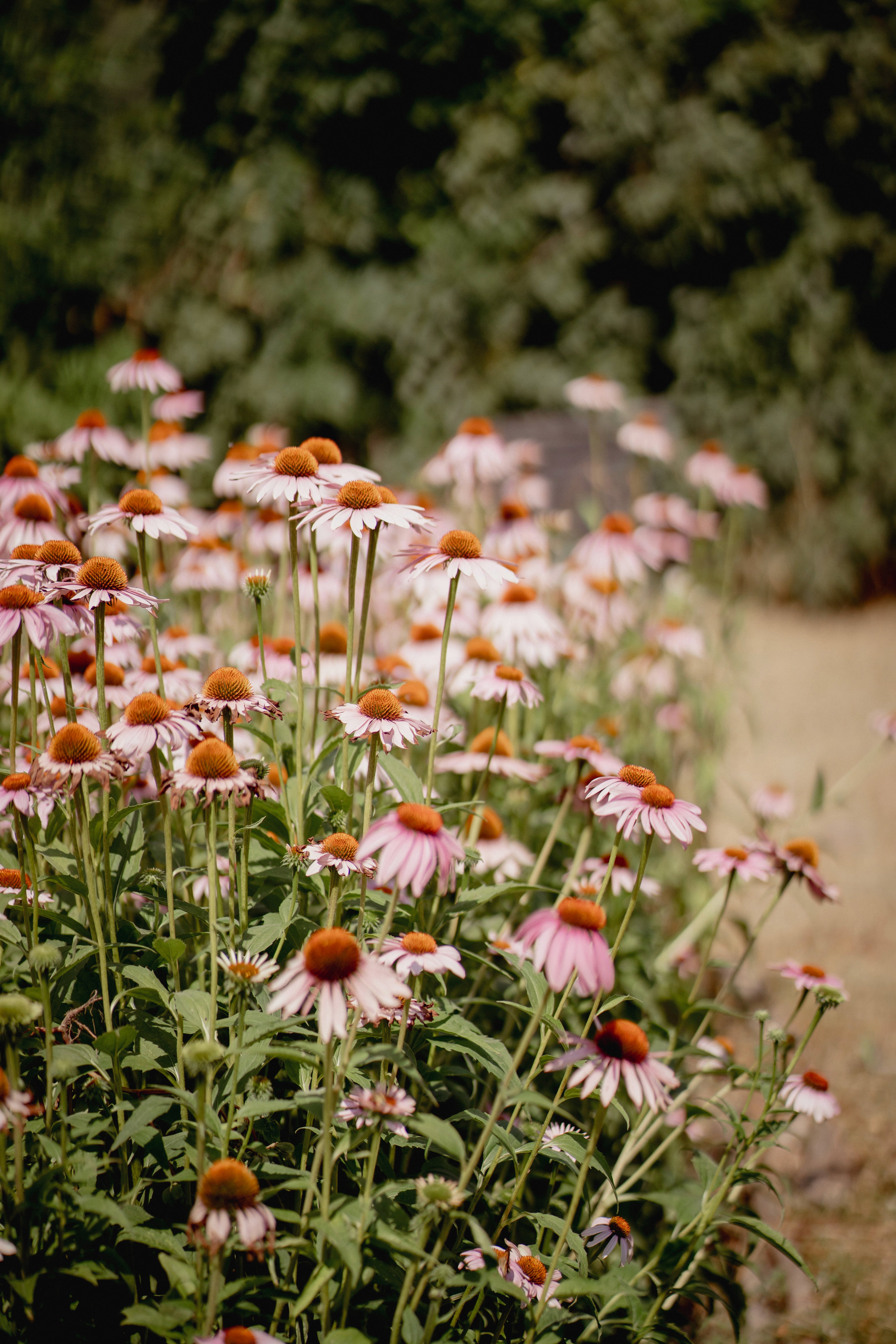 mountains and the lake landscape