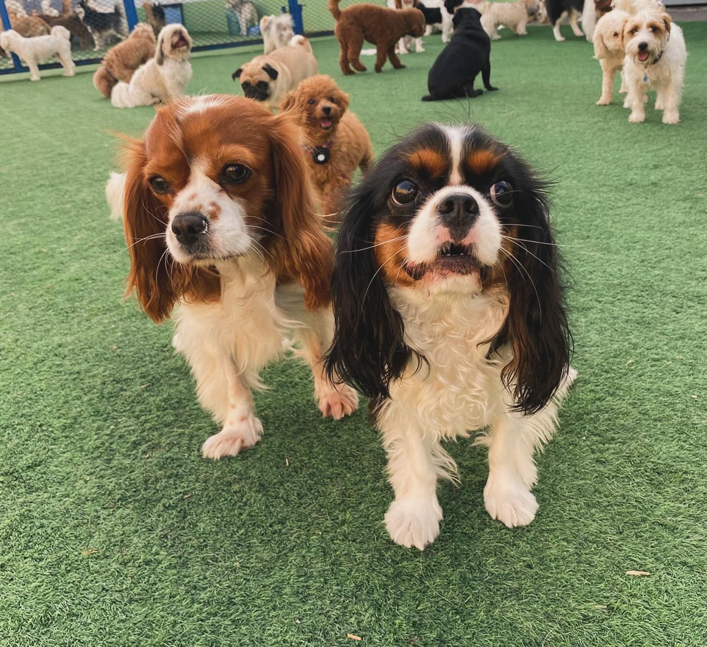 Dogs at daycare and boarding facilities