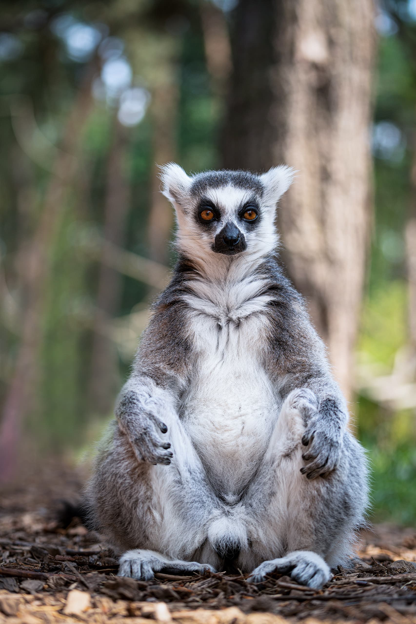 Lemur en Madagascar