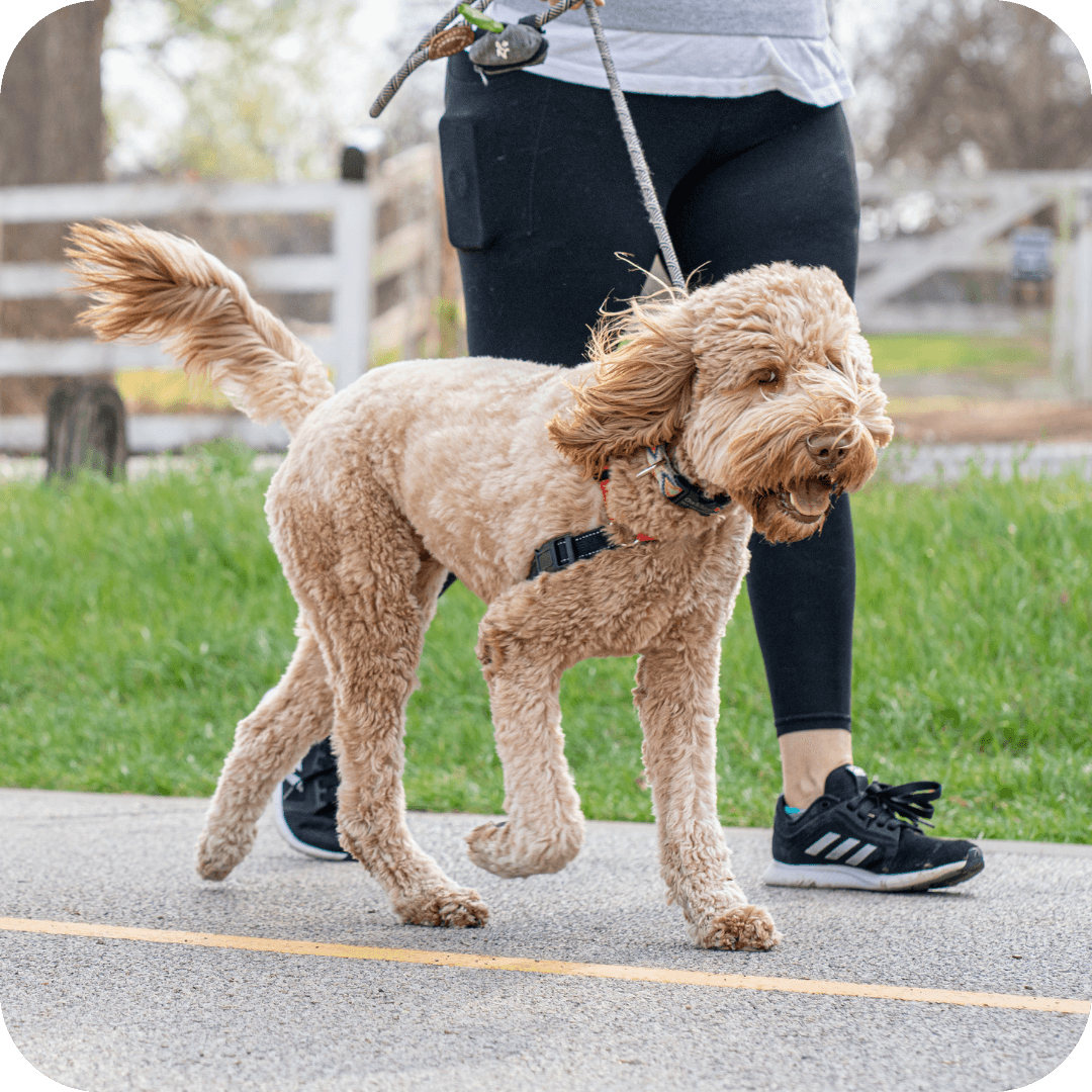 Calm walks without pulling or barking