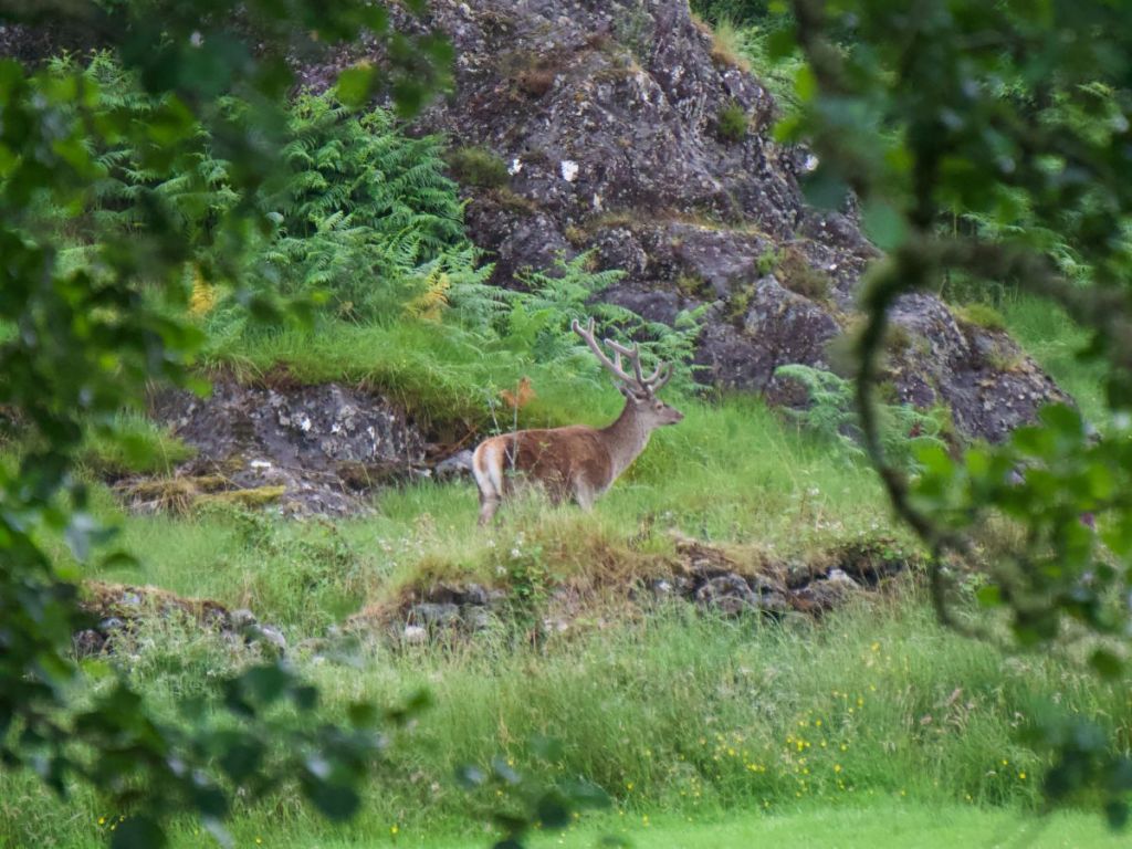 Deer we spotted on the path towards the viaduct