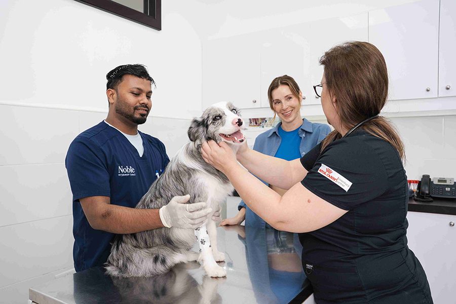 Two veterinarians are keeping a dog happy while talking to the pet owner about the diagnostic tests.