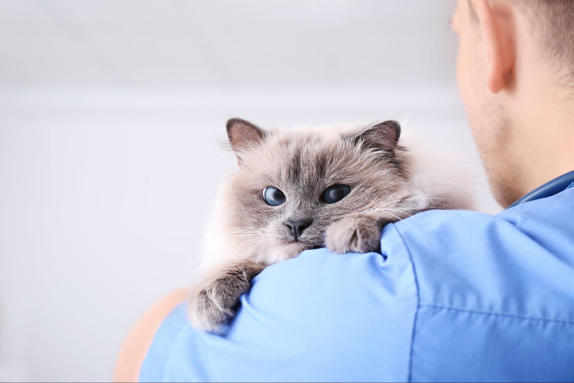 Benefits of Neutering a Cat