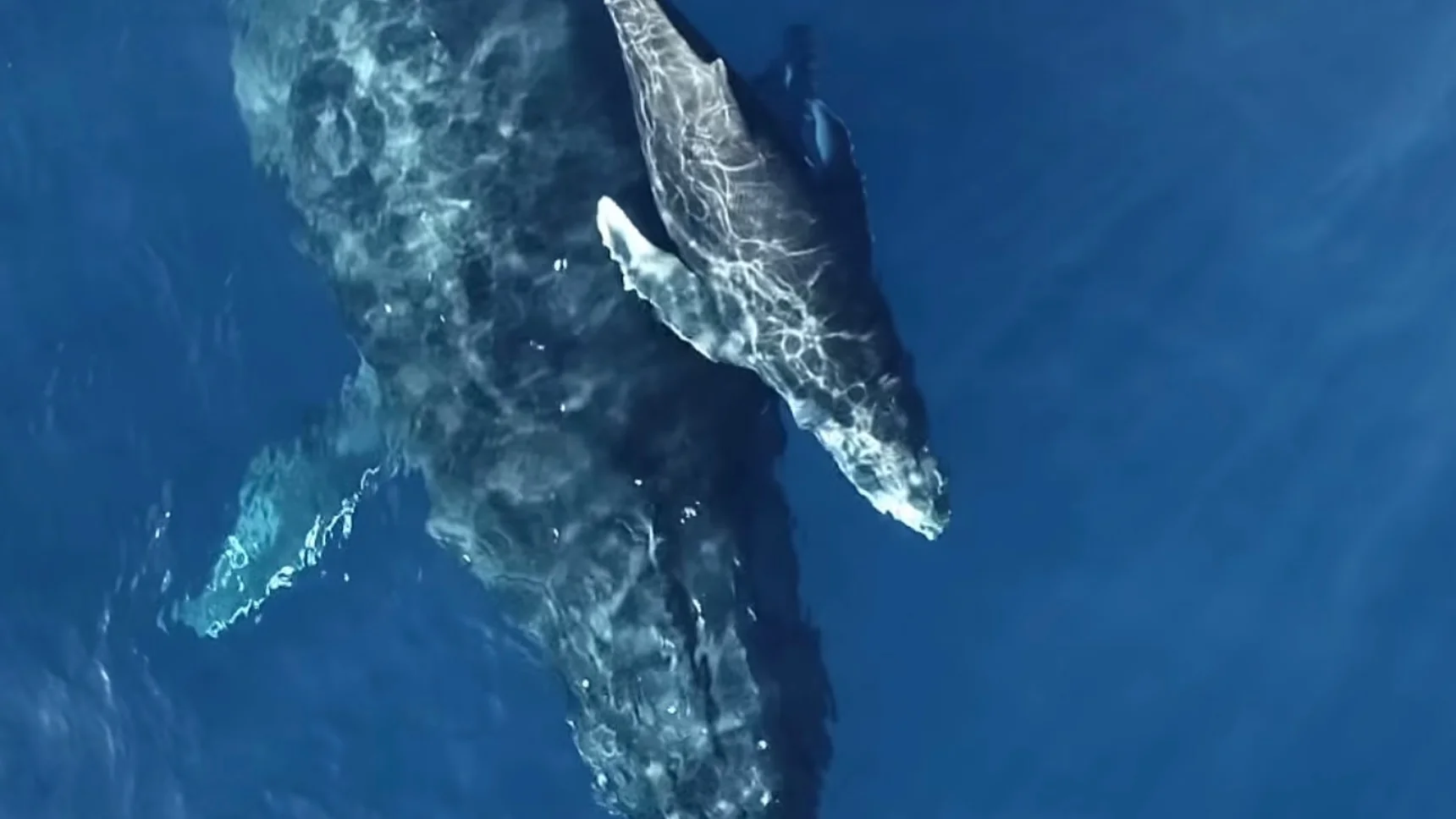 Aerial view of a humpback whale and its calf swimming in deep blue water