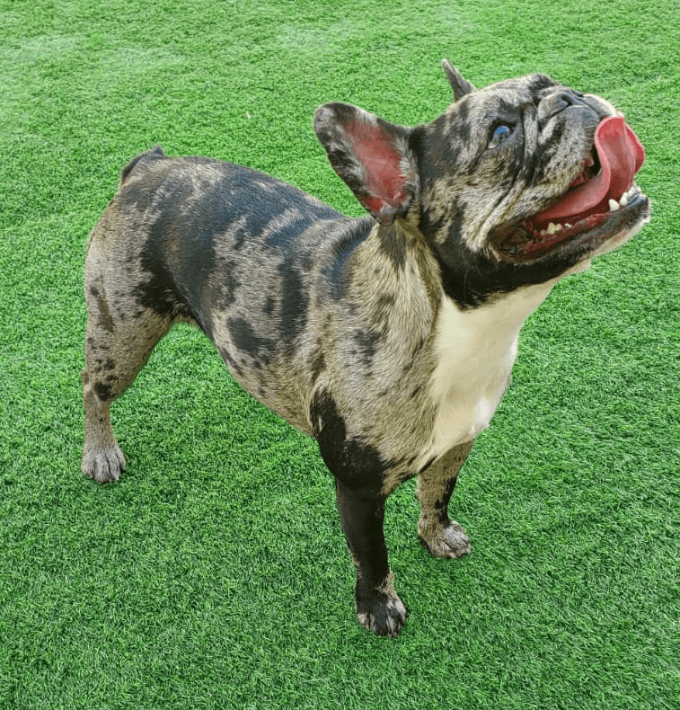 google review for dog boarding in dubai at DDH