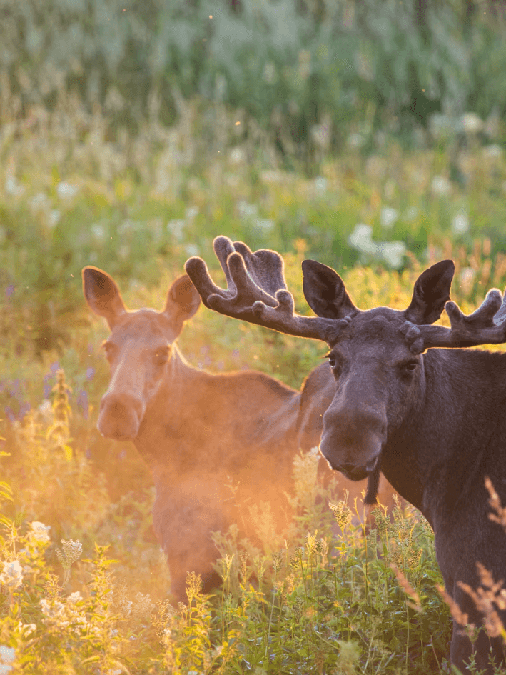 Train Rauma en Norvège