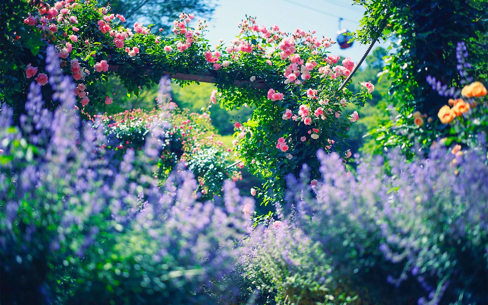 Kobe Nunobiki Herb Gardens with blooming flowers and ropeway in the background.