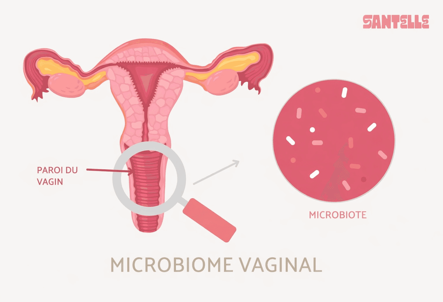 microbiome vaginal et le microbiote