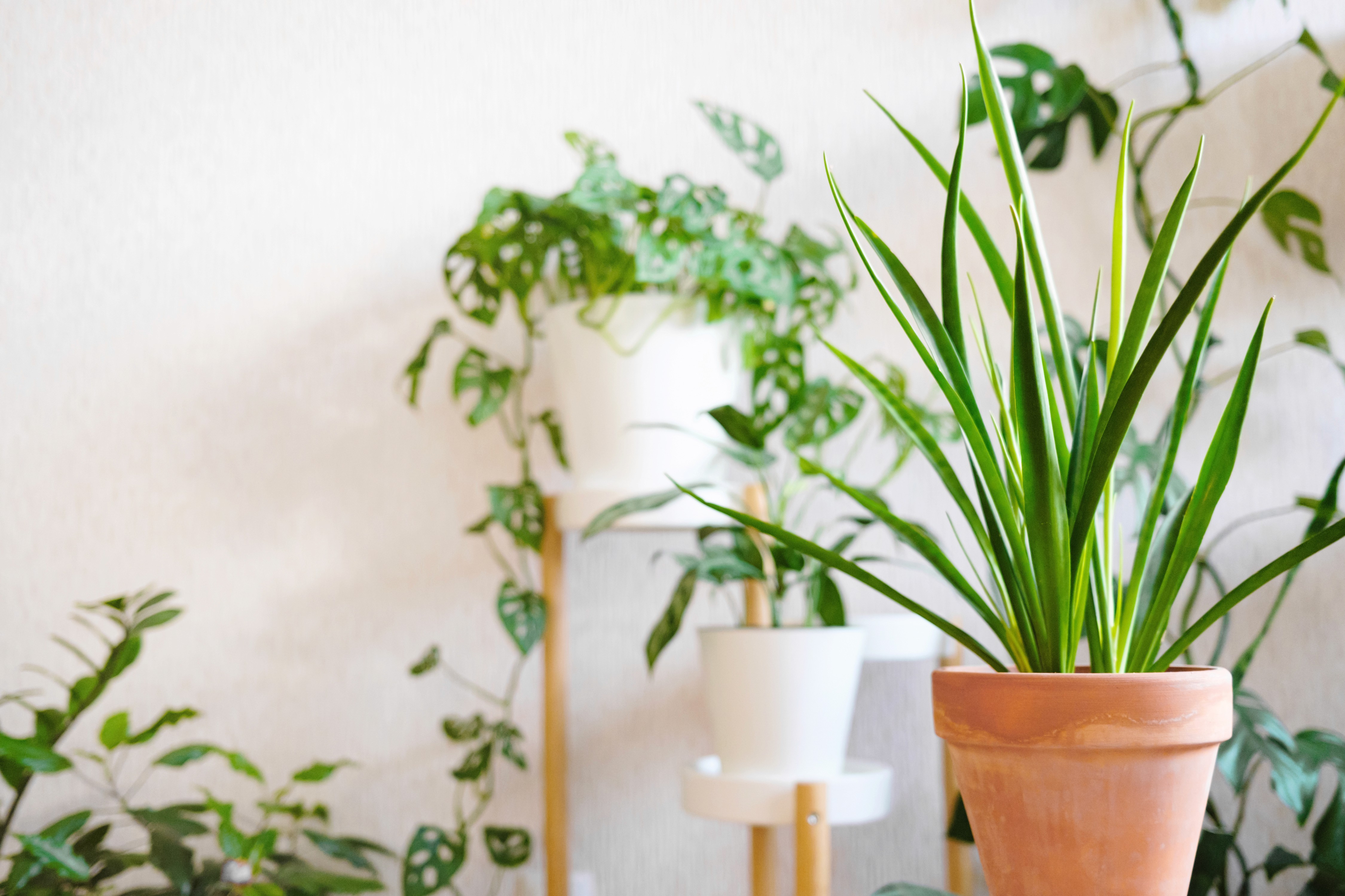 sansevieria-parva-kenya-hyacinth-in-a-clay-terra