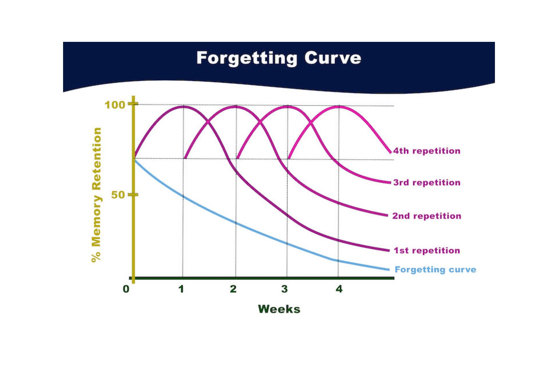 Boost Retention with Spaced Repetition
