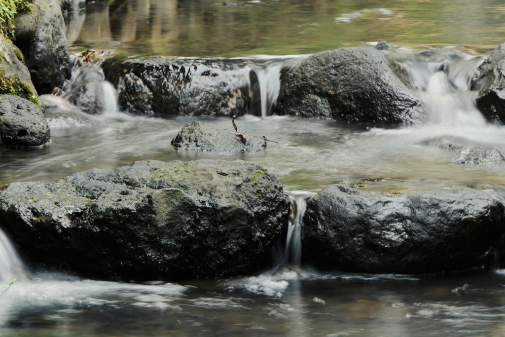 Fließender Waldbach