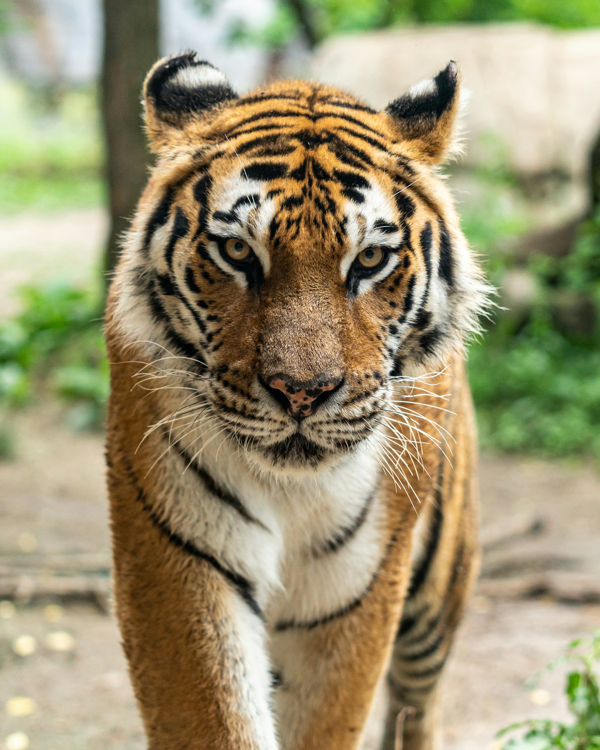 Cover image: Stripes, Silence, and Strength: Meet the Royal Bengal Tiger