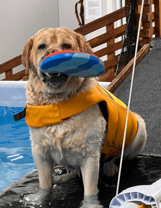 medium short-coated white dog lying on green grass field