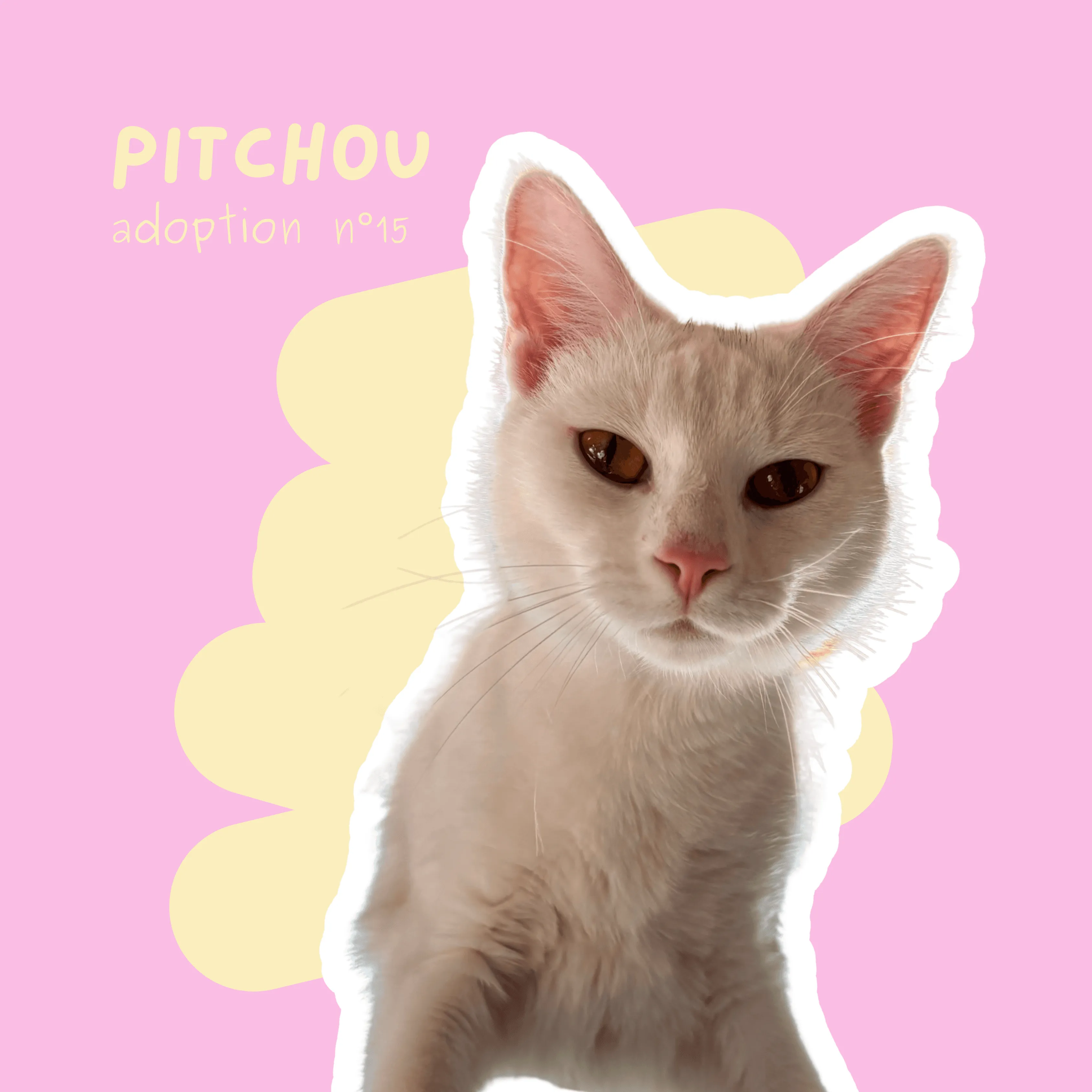 chat-pitchou