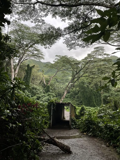 Hawaiian Forest Landscape