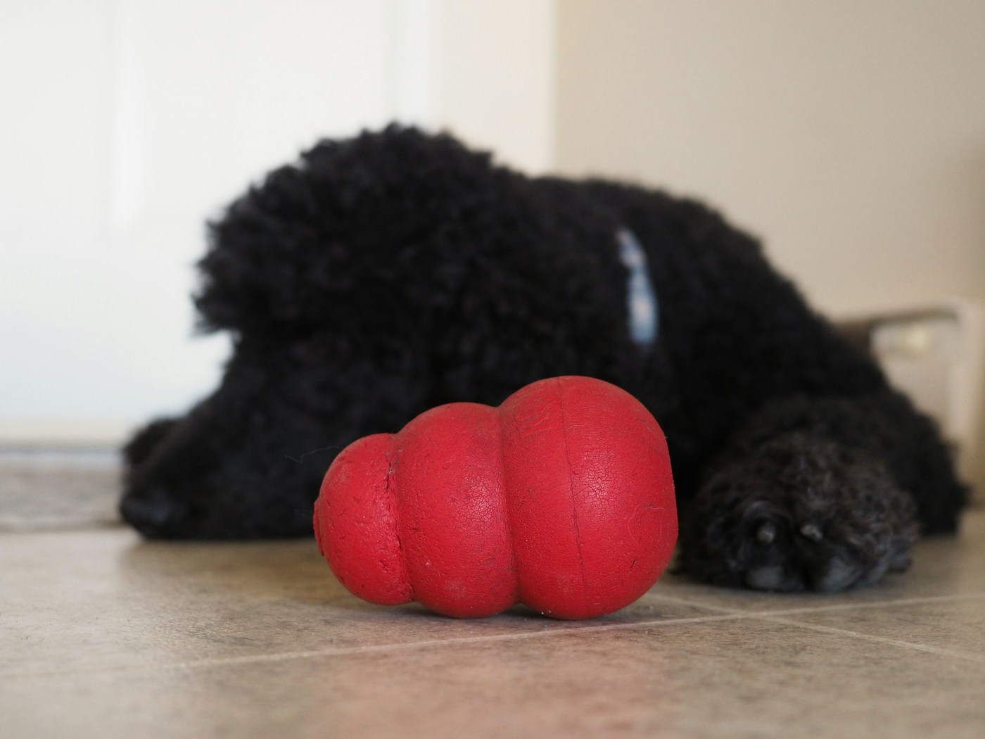 Chien noir couché derrière un jouet rouge en caoutchouc