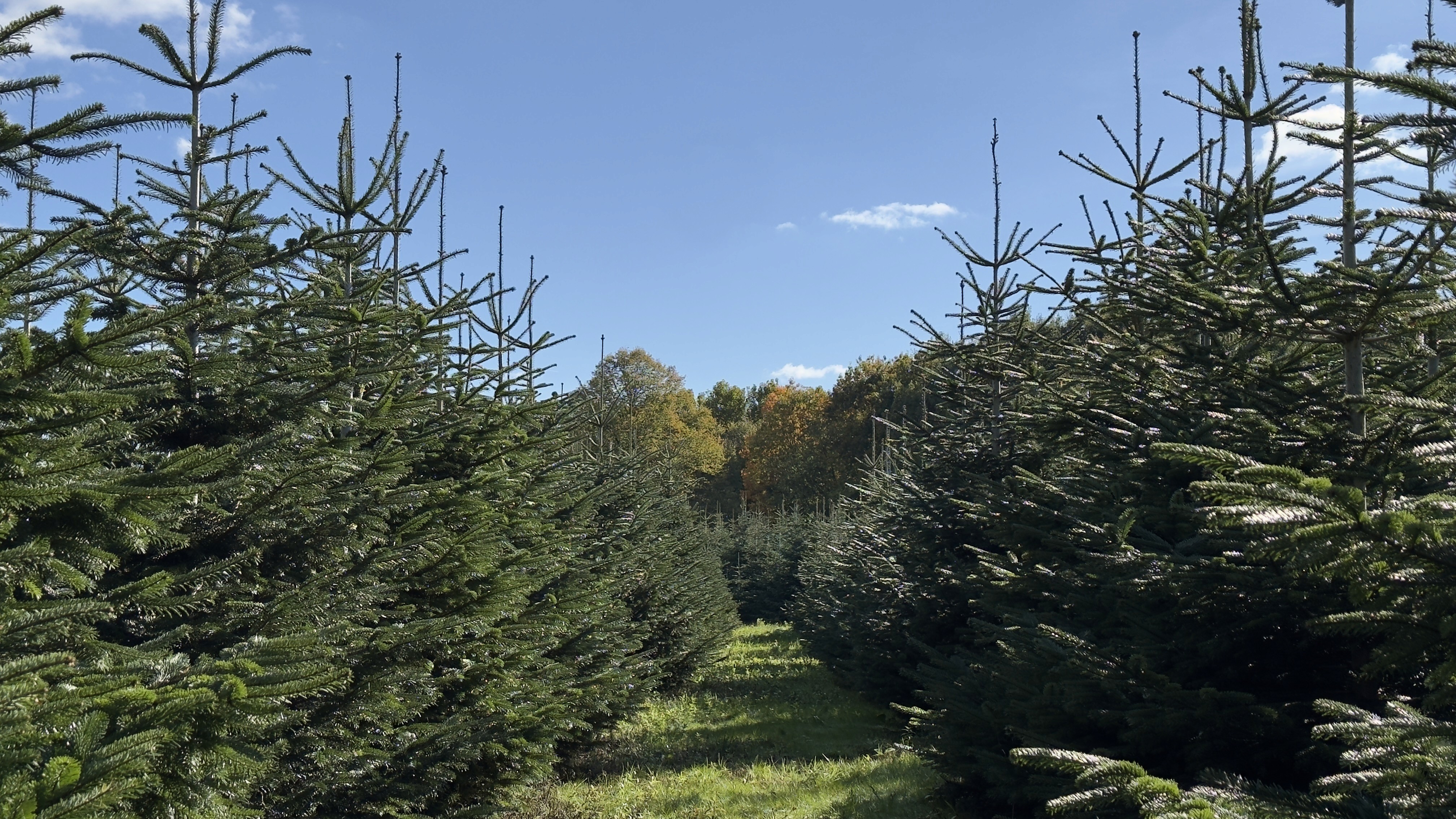 Einblick in unsere Baumschonung mit einer großen Auswahl an frisch gewachsenen Weihnachtsbäumen