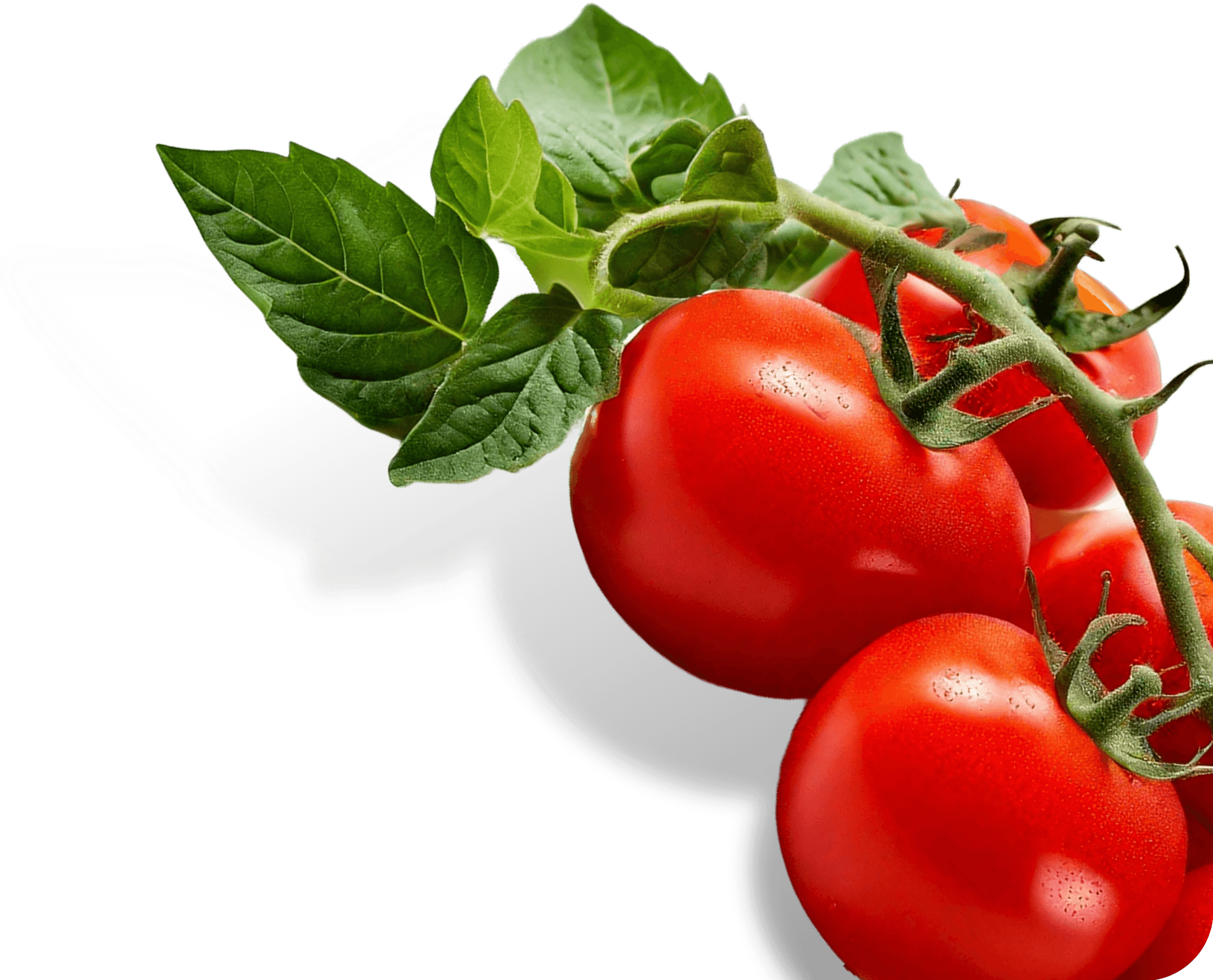 Photo d'un plan de tomates. Tomates sur une grappe.