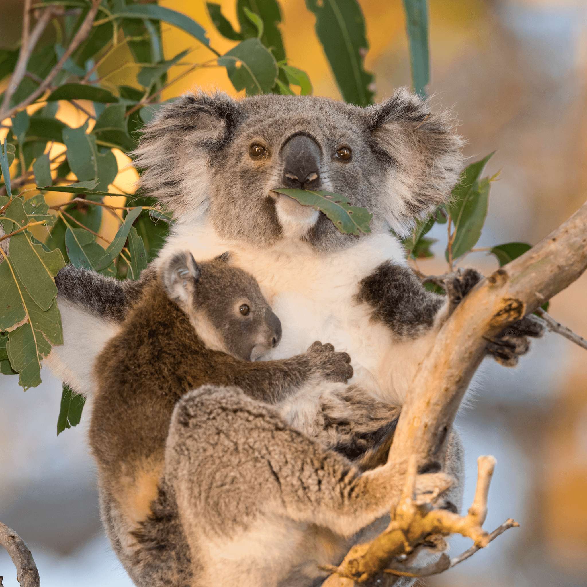 koala and baby