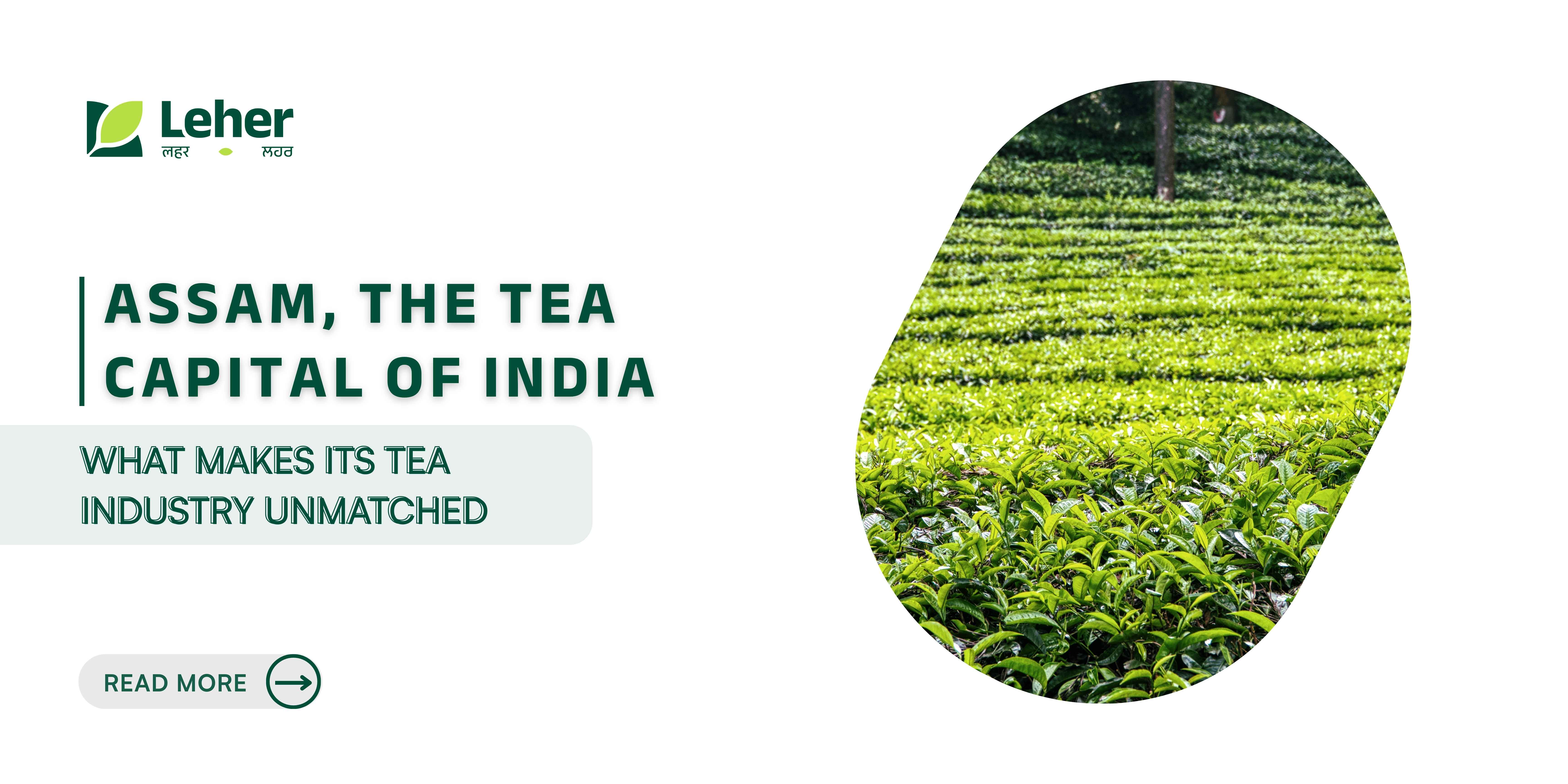 Assam, the Tea Capital of India: What Makes Its Tea Industry Unmatched