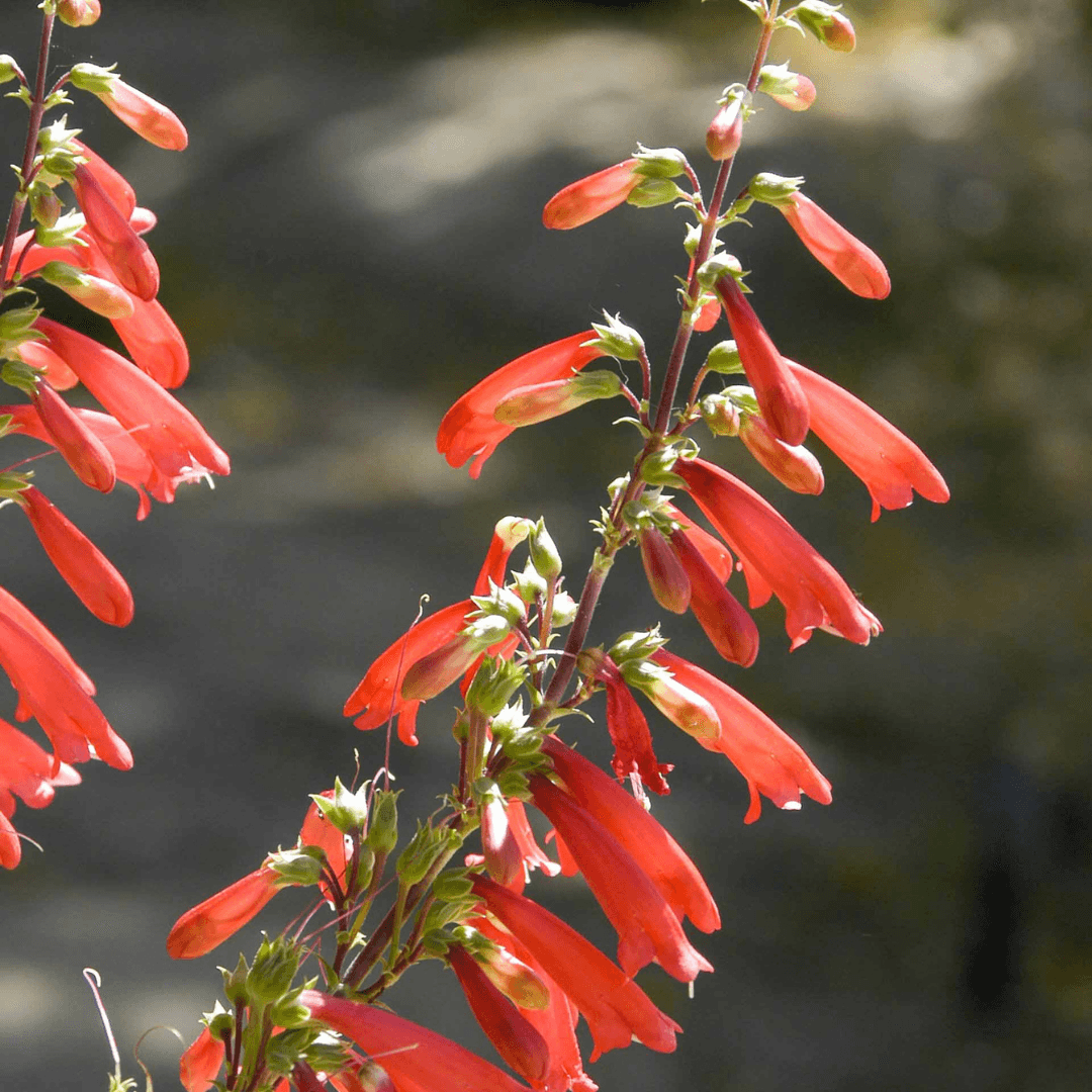 Firecracker Penstemon
