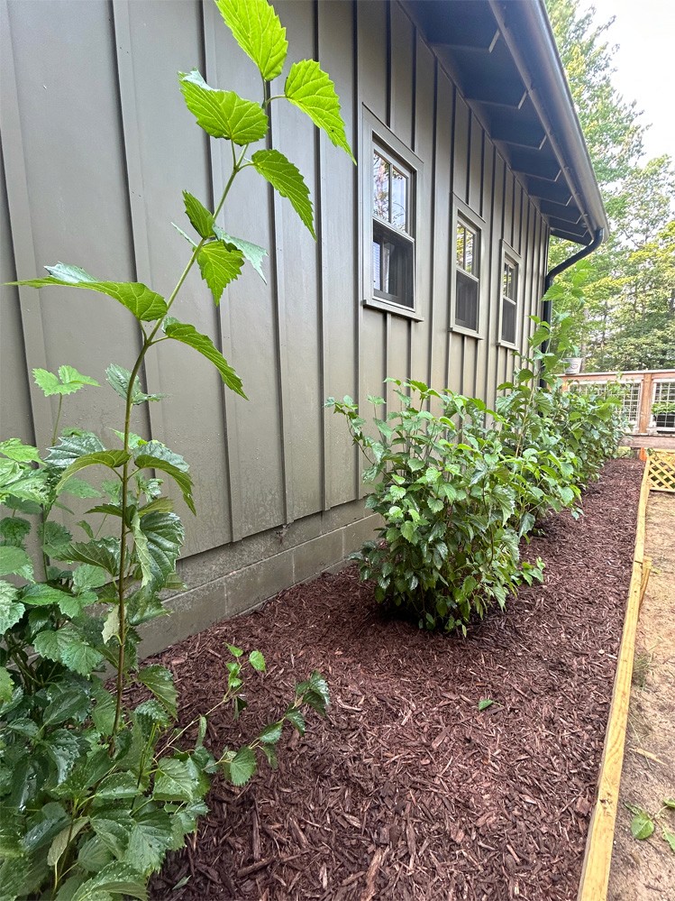 Bushes in a line on top of the retaining wall.