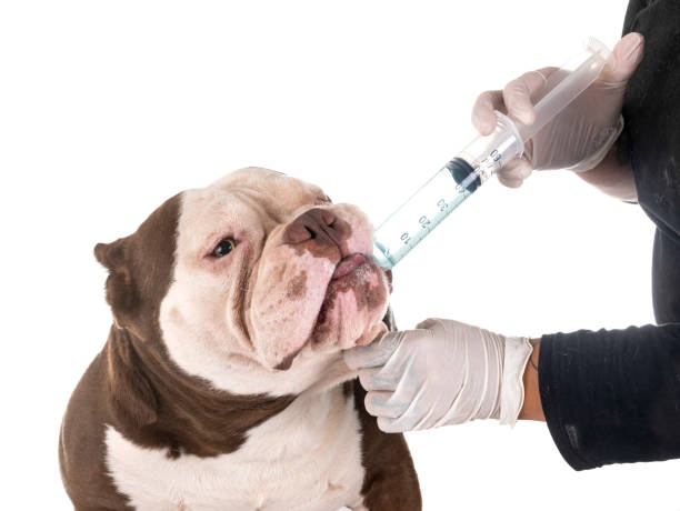 A dog is given pet deworming medication