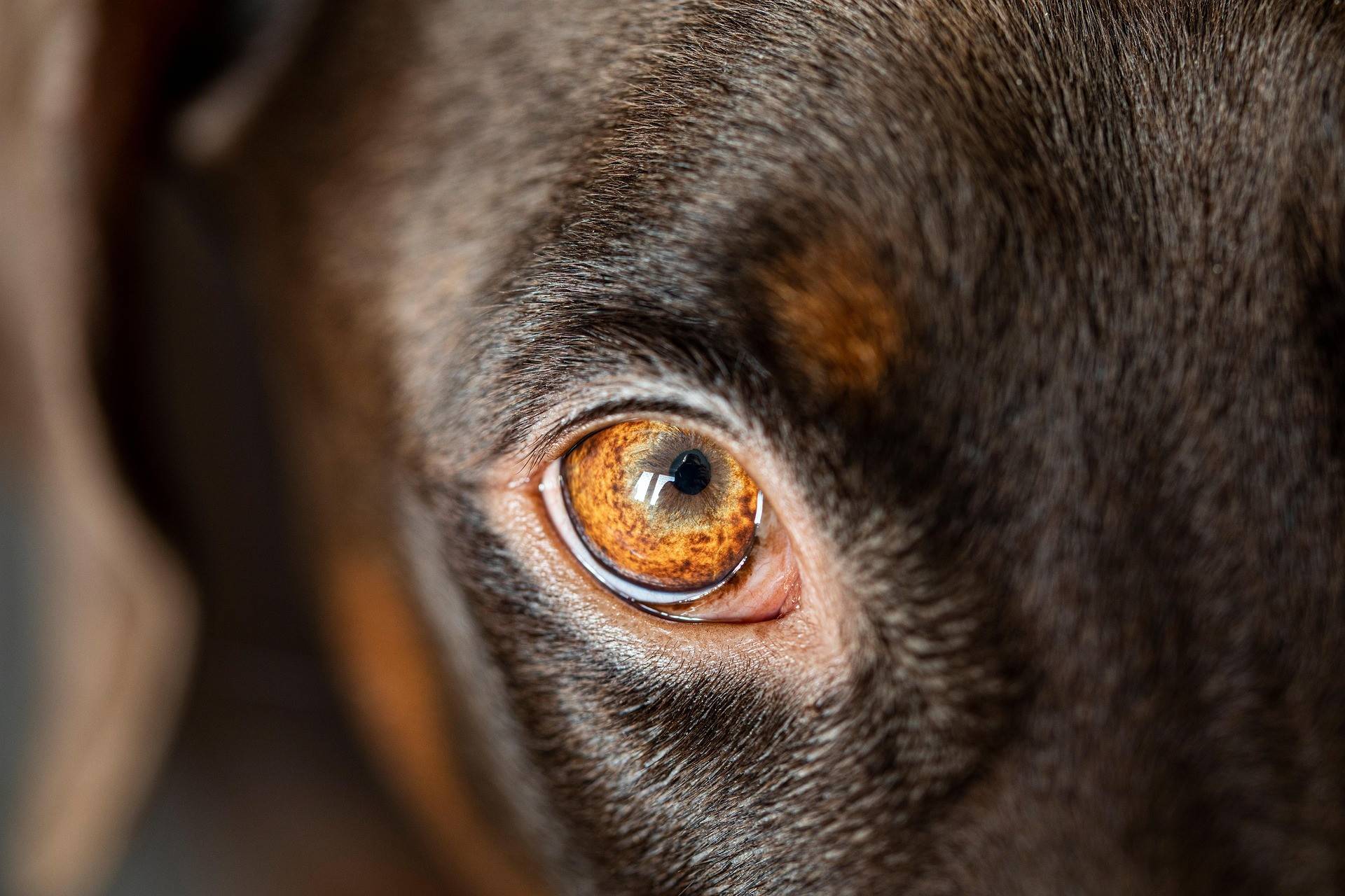 Doberman Physical Characteristics