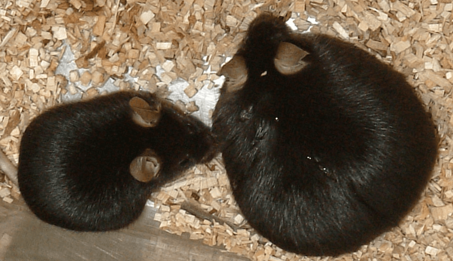 Funato Laboratory source page showing feeding and obesity research figures