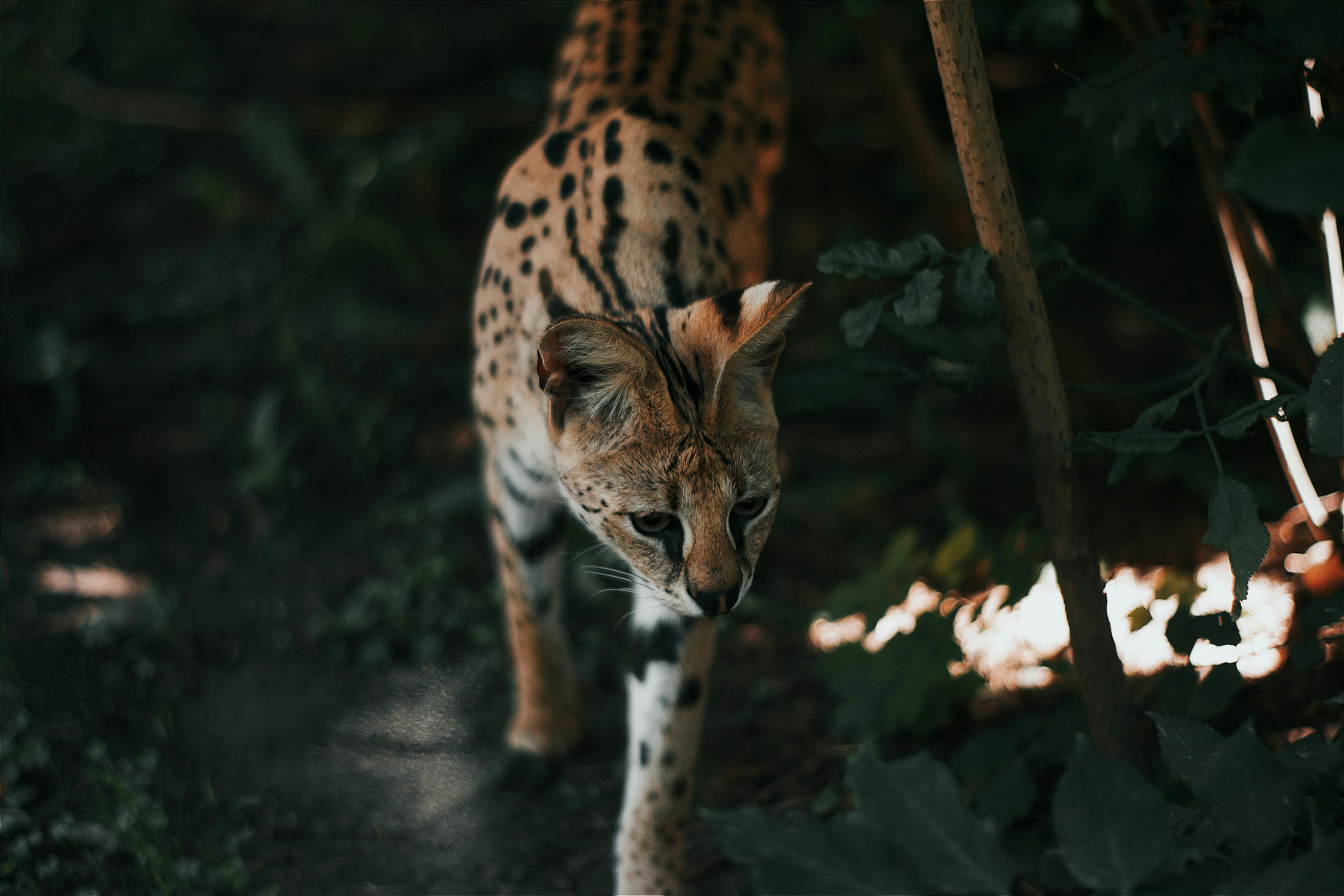 A serval cat with distinctive spotted fur and large ears walks cautiously through a dimly lit forest, surrounded by green foliage and dappled sunlight.
