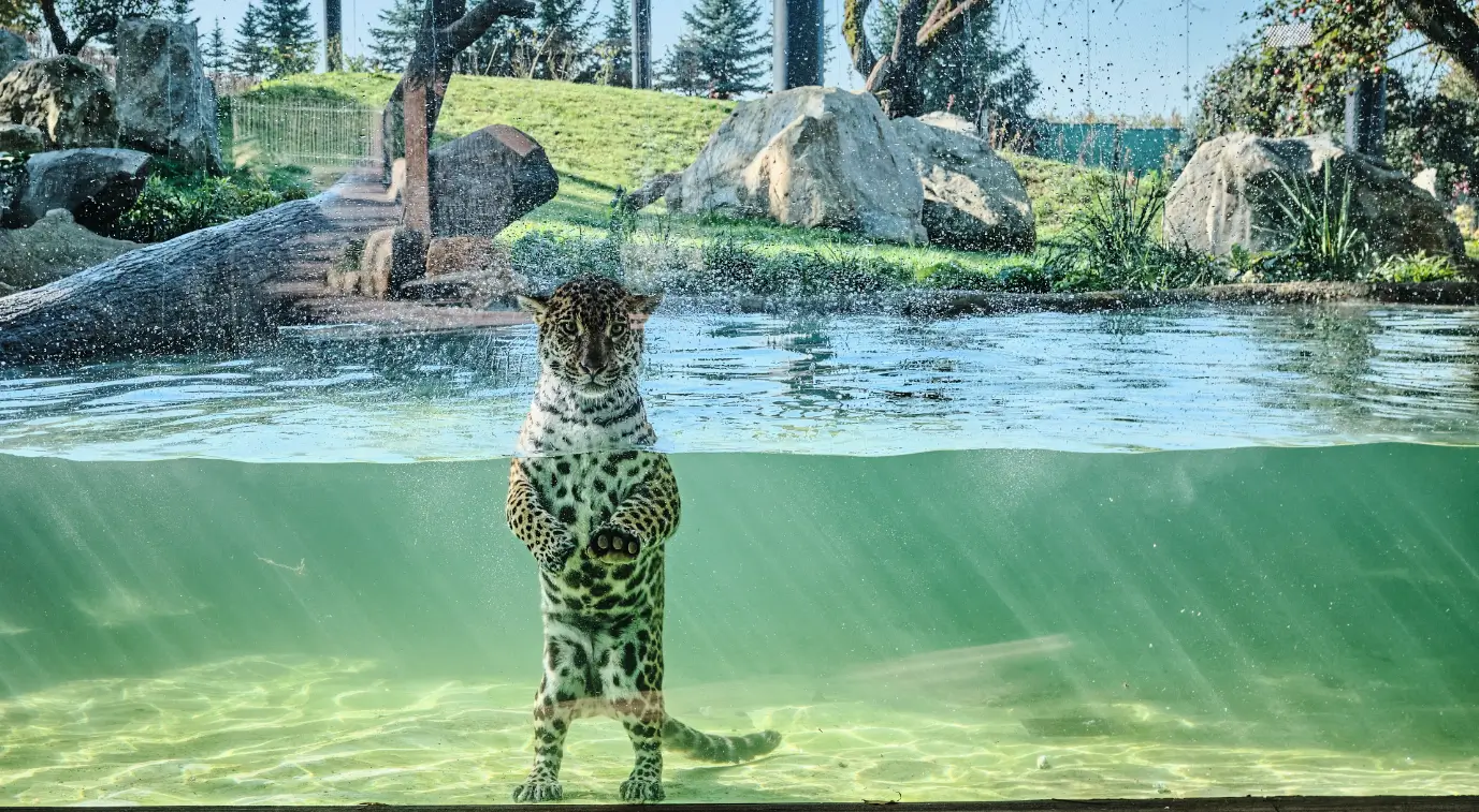 Bezrámová okna Obsidian ZOO Lešná