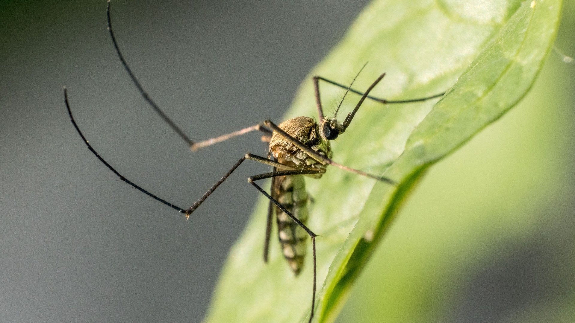 The 7 Core Principles of Tea Mosquito Bug Management