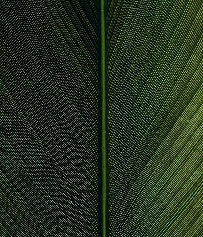 Detailed close-up of a vibrant green leaf with fine veins and symmetrical patterns.