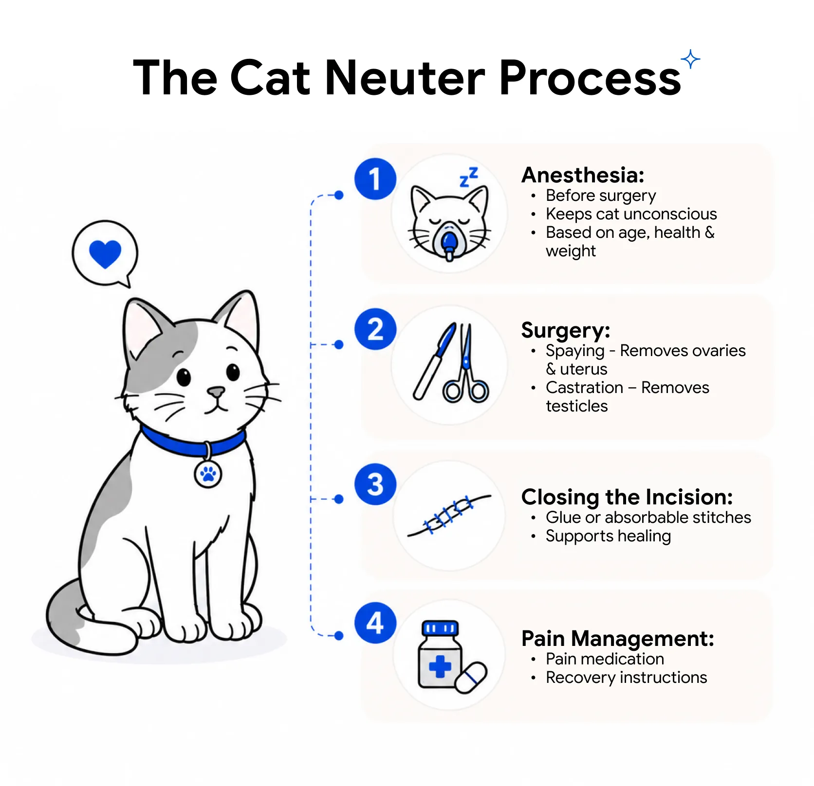 An infographic showing the process of spaying a cat.
