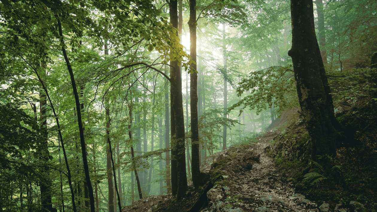 trees two
