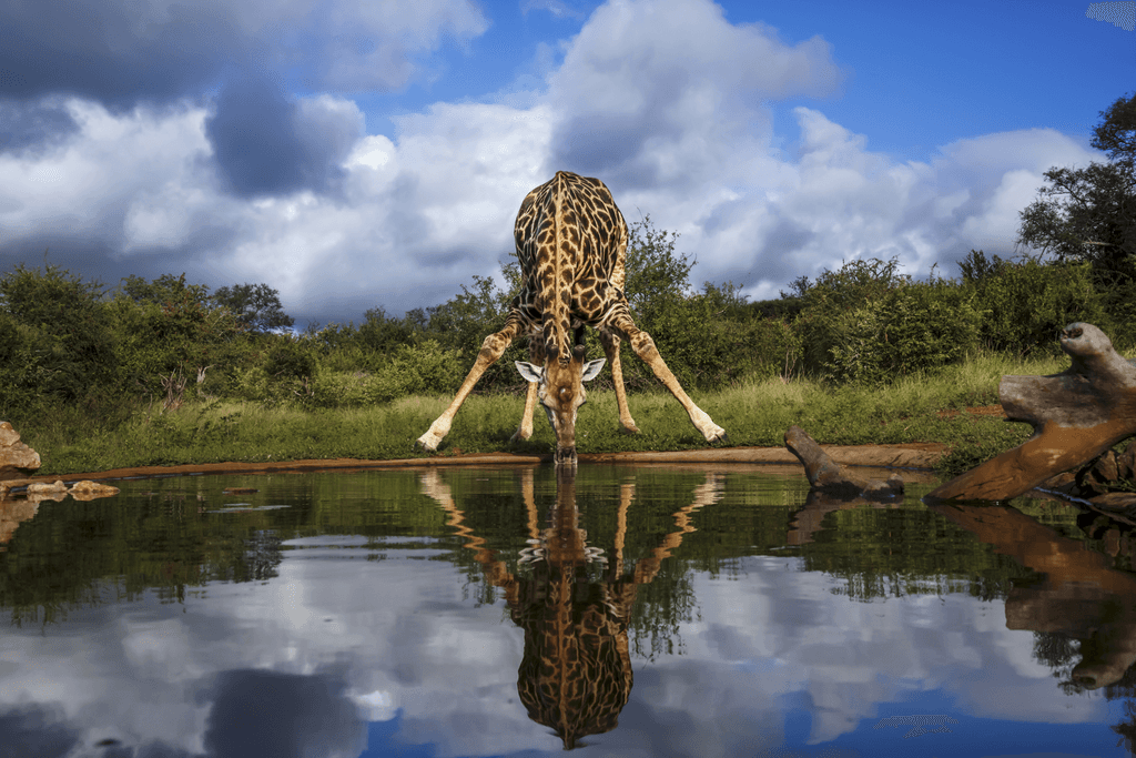 Giraffe Drinking Water in bush
