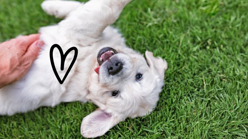 A fluffy white puppy rolls playfully on its back in green grass, mouth open happily, with a hand-drawn heart overlaid on the image.